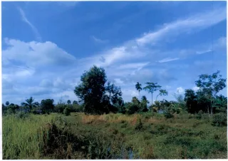 รูปทรัพย์ 2