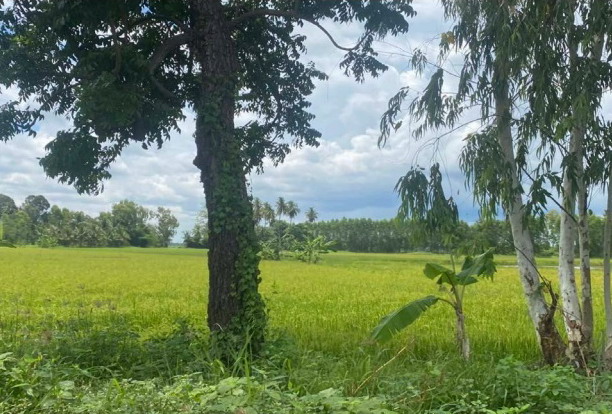 ขายทอดตลาด ที่ดินว่างเปล่า จ.นครราชสีมา