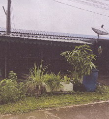 ขายทอดตลาด ที่ดินพร้อมสิ่งปลูกสร้าง ต.ไม้ฝาด อ.สิเกา จ.ตรัง