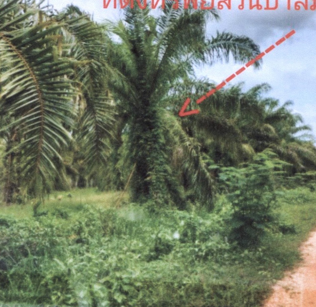 ขายทอดตลาด ที่ดินว่างเปล่า ต.นาปะขอ อ.บางแก้ว จ.พัทลุง