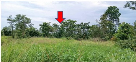 ขายทอดตลาด ที่ดินว่างเปล่า ต.โดมประดิษฐ์ อ.น้ำยืน จ.อุบลราชธานี