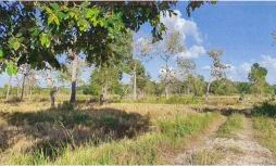 ขายทอดตลาด ที่ดินว่างเปล่า ต.ห้วยข่า อ.บุณฑริก จ.อุบลราชธานี