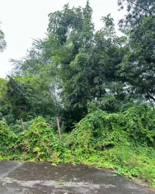 รูปทรัพย์ 1