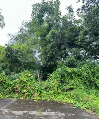 รูปทรัพย์ 11