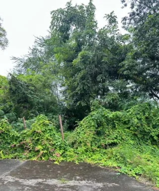 รูปทรัพย์ 17