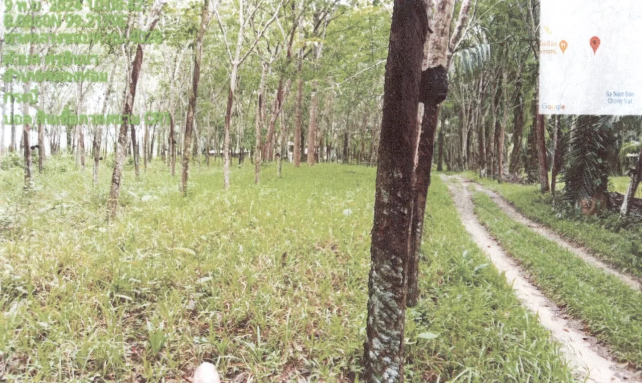 ขายทอดตลาด ที่ดินว่างเปล่า จ.กระบี่