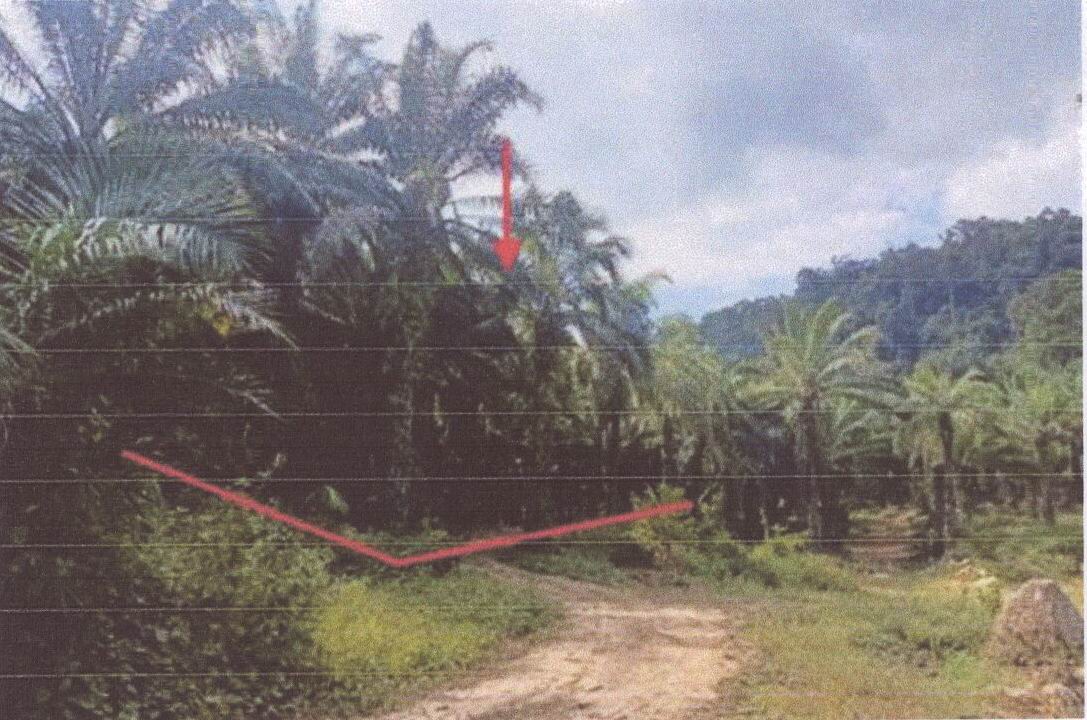ขายทอดตลาด ที่ดินว่างเปล่า จ.กระบี่