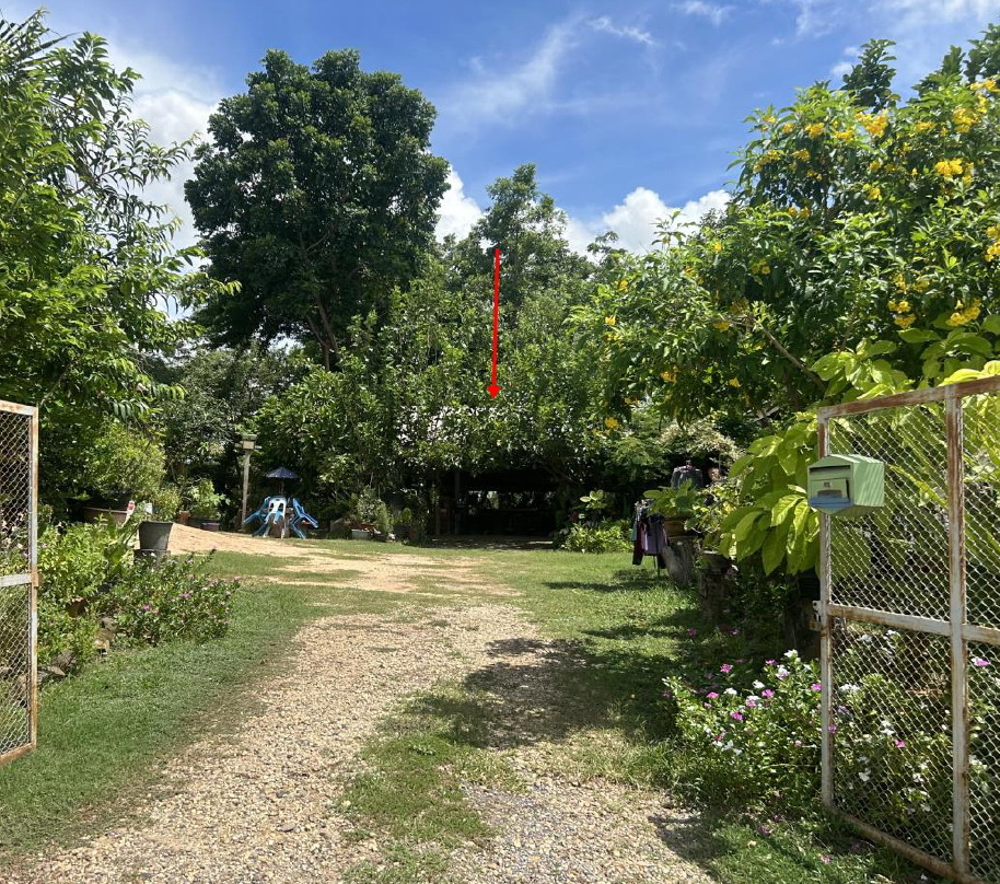 ขายทอดตลาด ที่ดินพร้อมสิ่งปลูกสร้าง ต.วังพิกุล อ.วังทอง จ.พิษณุโลก
