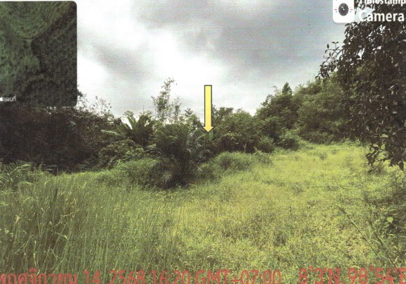 ขายทอดตลาด ที่ดินว่างเปล่า ต.กะปง อ.กะปง จ.พังงา