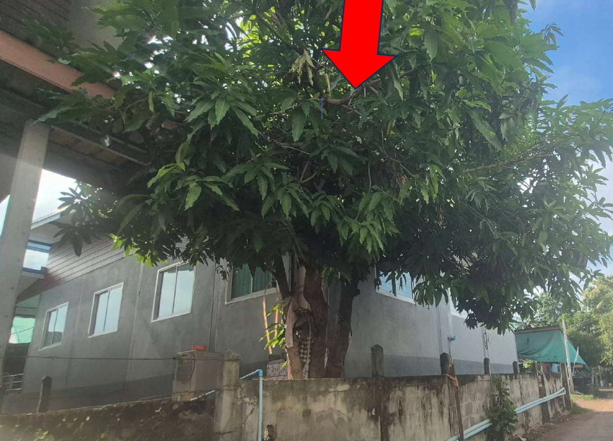 ขายทอดตลาด ที่ดินพร้อมสิ่งปลูกสร้าง ต.ขัวเรียง อ.ชุมแพ จ.ขอนแก่น