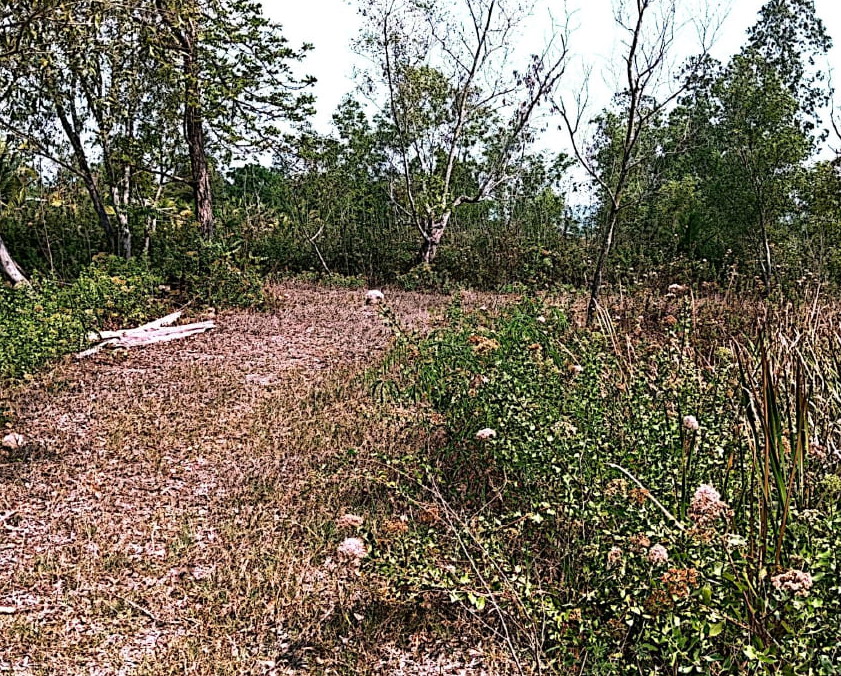 ขายทอดตลาด ที่ดินว่างเปล่า ต.เขาน้อย อ.ภูเวียง จ.ขอนแก่น