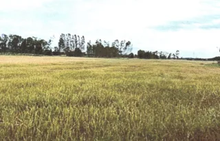 รูปทรัพย์ 3