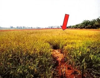รูปทรัพย์ 2