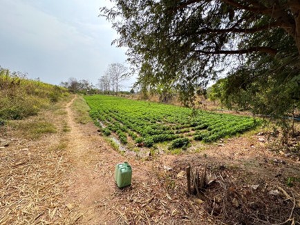 ขายทอดตลาด ที่ดินว่างเปล่า ต.หนองเขียด อ.ชุมแพ จ.ขอนแก่น
