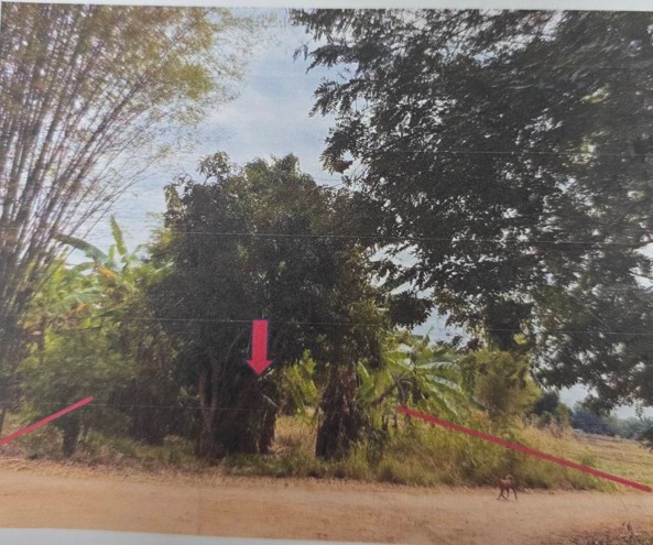 ขายทอดตลาด ที่ดินว่างเปล่า จ.พิษณุโลก