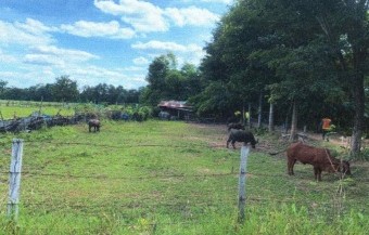 ขายทอดตลาด ที่ดินพร้อมสิ่งปลูกสร้าง ต.โสกนกเต็น อ.พล จ.ขอนแก่น