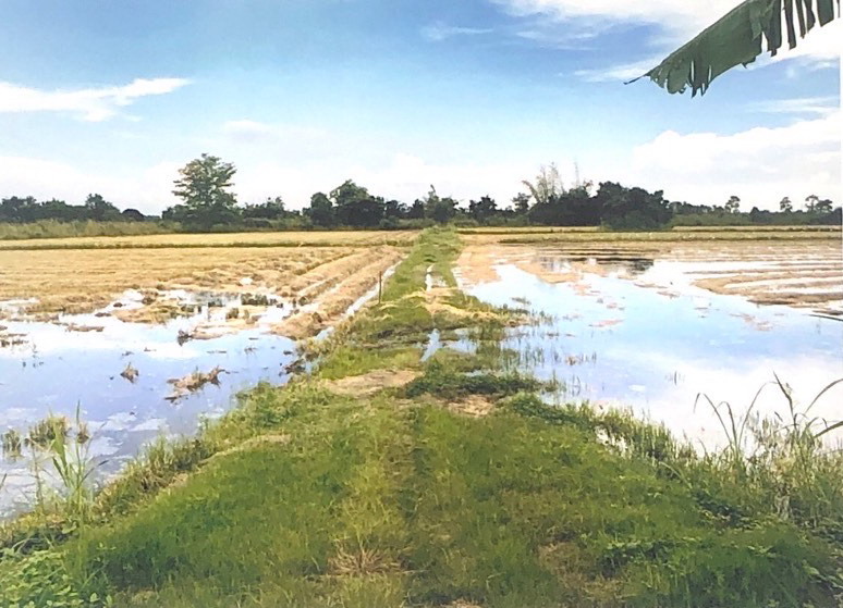 ขายทอดตลาด ที่ดินว่างเปล่า จ.พิษณุโลก