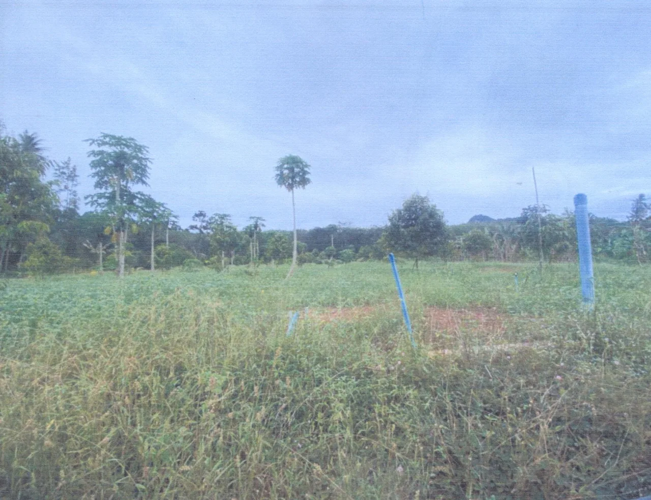 ขายทอดตลาด ที่ดินว่างเปล่า จ.นครศรีธรรมราช