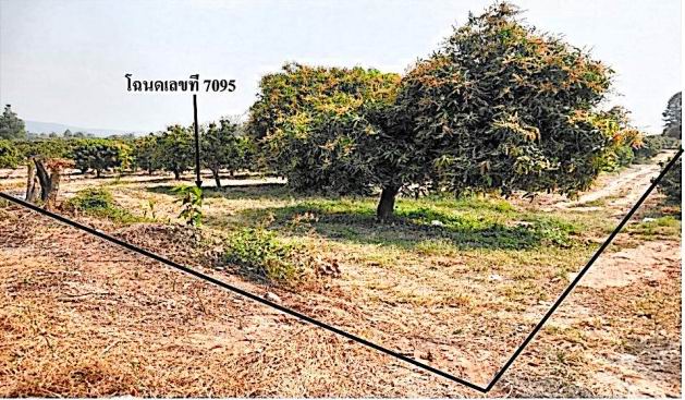 ขายทอดตลาด ที่ดินว่างเปล่า จ.พิษณุโลก