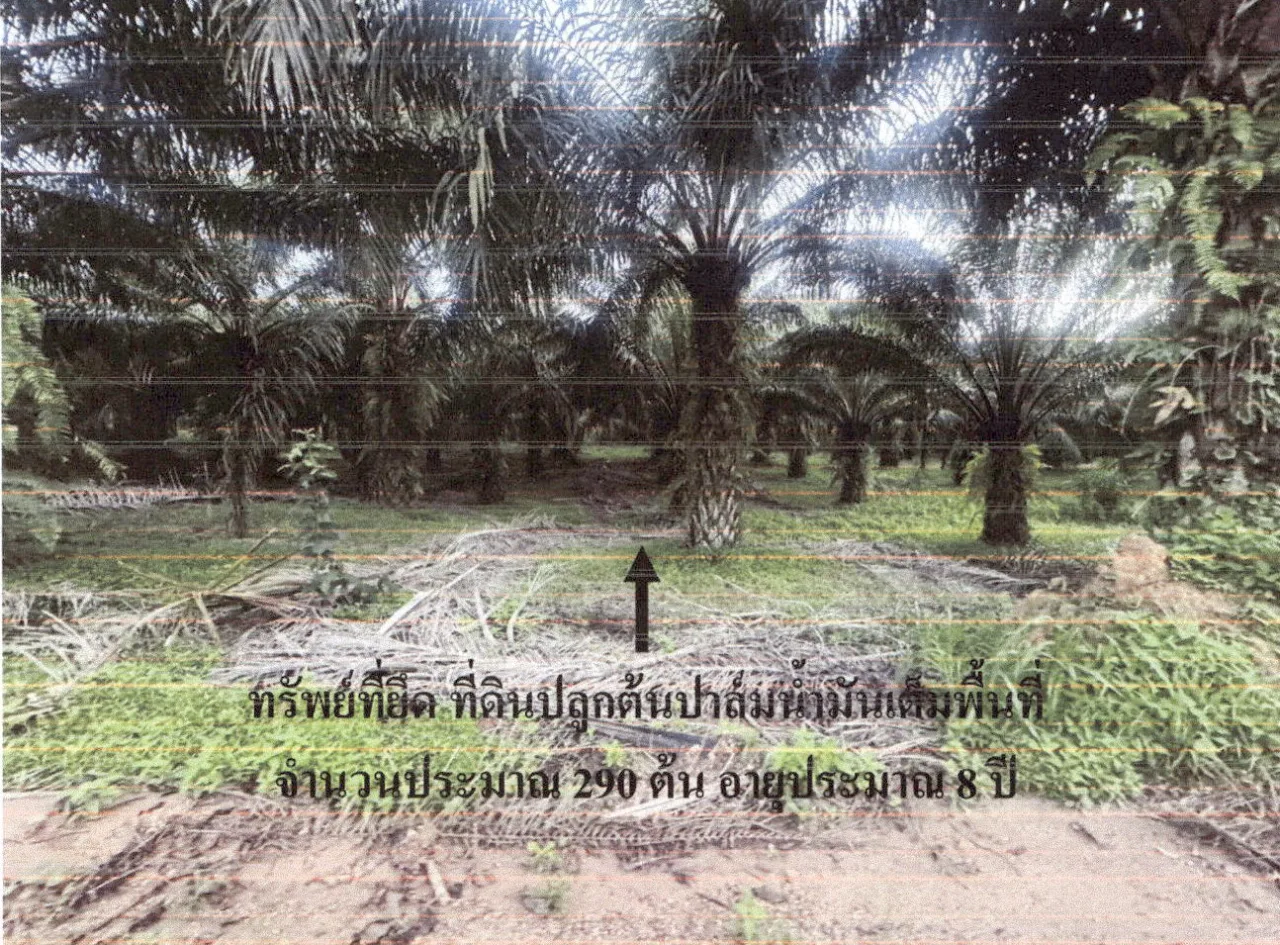 ขายทอดตลาด ที่ดินว่างเปล่า ต.ลำทับ อ.ลำทับ จ.กระบี่