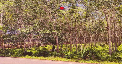 ขายทอดตลาด ที่ดินว่างเปล่า ต.ทุ่งยาว อ.ปะเหลียน จ.ตรัง