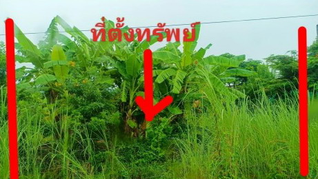 ขายทอดตลาด ที่ดินว่างเปล่า จ.พิษณุโลก