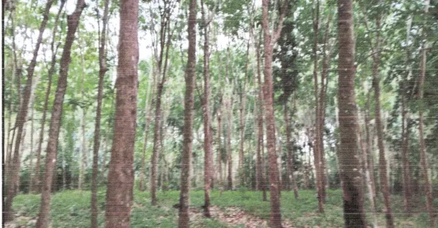 ขายทอดตลาด ที่ดินว่างเปล่า ต.เหนือคลอง อ.เหนือคลอง จ.กระบี่