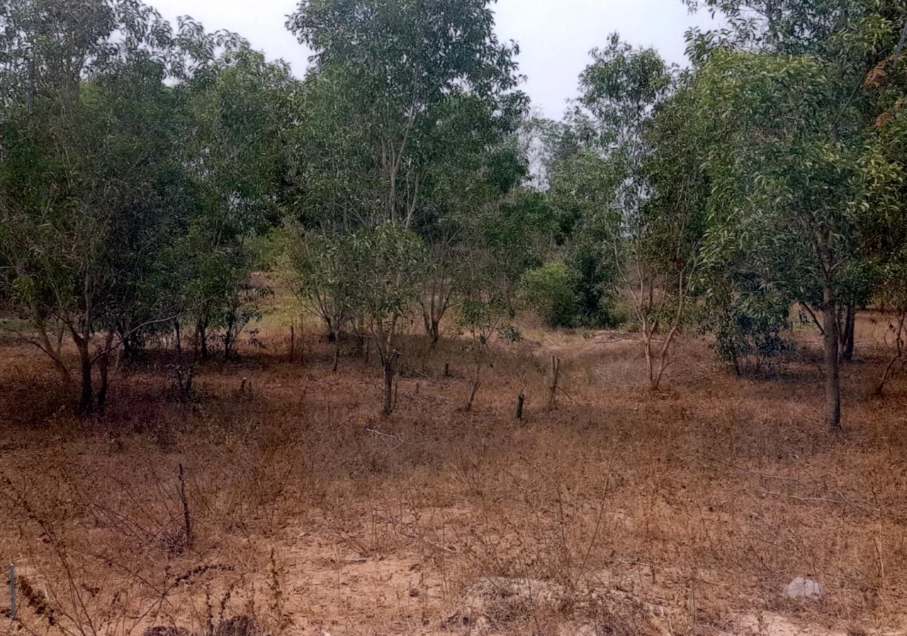 ขายทอดตลาด ที่ดินว่างเปล่า ต.คอนฉิม อ.แวงใหญ่ จ.ขอนแก่น