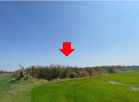 ขายทอดตลาด ที่ดินว่างเปล่า ต.ศรีบุญเรือง อ.ชนบท จ.ขอนแก่น