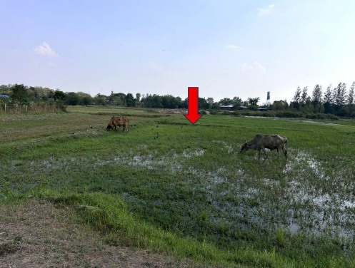 ขายทอดตลาด ที่ดินว่างเปล่า ต.ในเมือง อ.บ้านไผ่ จ.ขอนแก่น