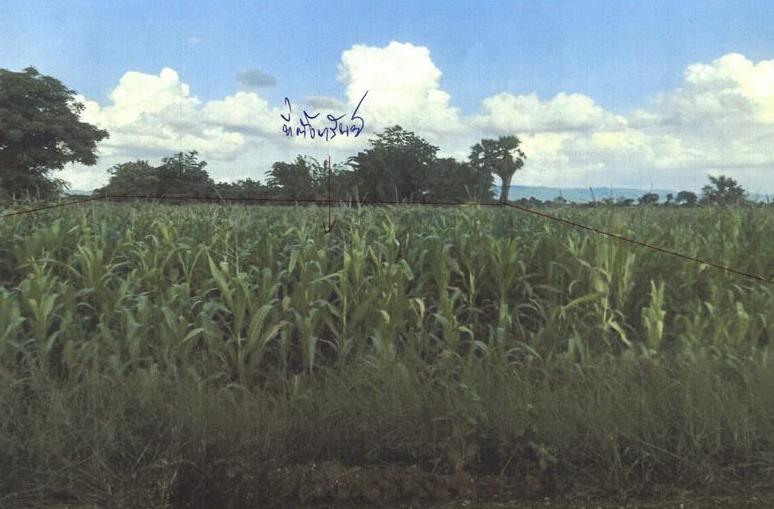 ขายทอดตลาด ที่ดินว่างเปล่า จ.เพชรบูรณ์