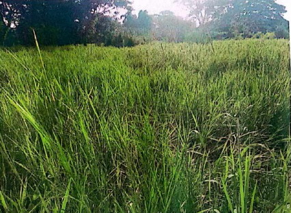 ขายทอดตลาด ที่ดินว่างเปล่า ต.ในเมือง อ.บ้านไผ่ จ.ขอนแก่น