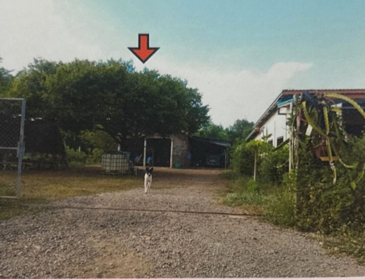ขายทอดตลาด ที่ดินพร้อมสิ่งปลูกสร้าง ต.ยางงาม อ.หนองไผ่ จ.เพชรบูรณ์