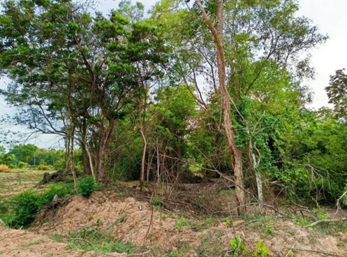 ขายทอดตลาด ที่ดินว่างเปล่า ต.ตะกั่วป่า อ.หนองสองห้อง จ.ขอนแก่น