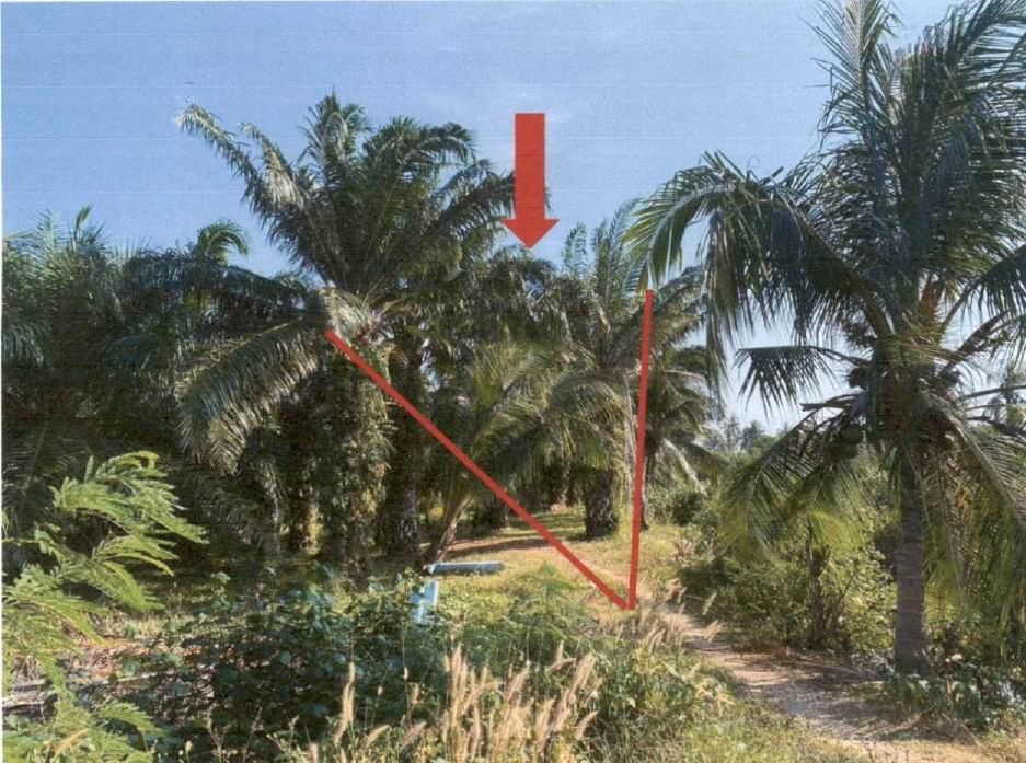ขายทอดตลาด ที่ดินว่างเปล่า จ.ชุมพร