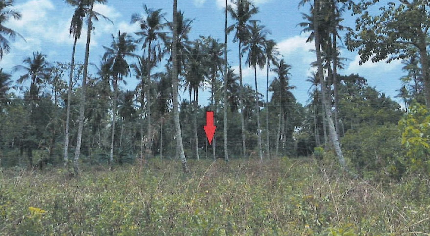 ขายทอดตลาด ที่ดินว่างเปล่า จ.ชุมพร