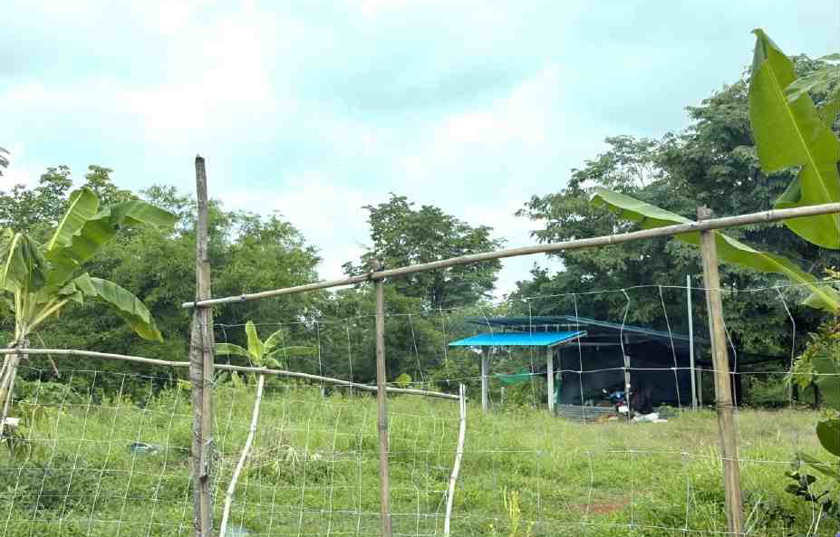 ขายทอดตลาด ที่ดินพร้อมสิ่งปลูกสร้าง ต.ท่าแดง อ.หนองไผ่ จ.เพชรบูรณ์