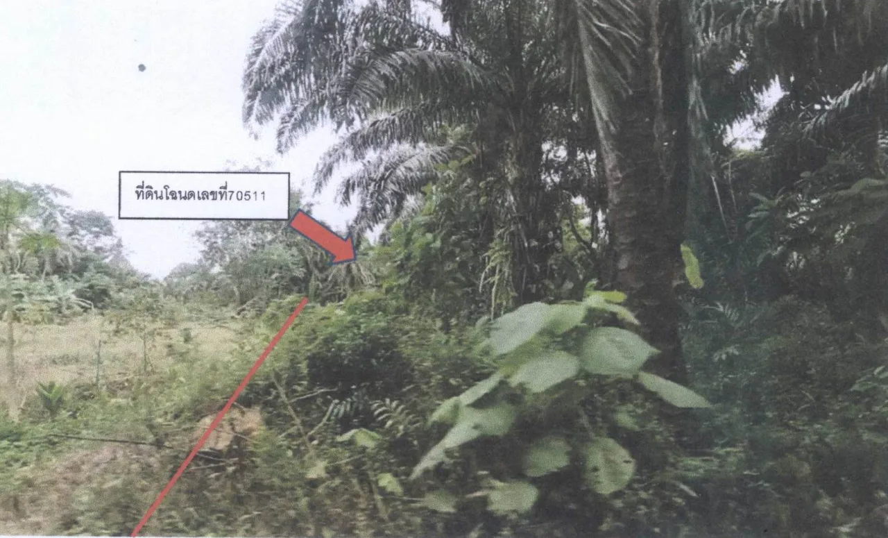 ขายทอดตลาด ที่ดินว่างเปล่า จ.ลำพูน