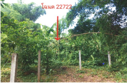 ขายทอดตลาด ที่ดินว่างเปล่า จ.เพชรบูรณ์