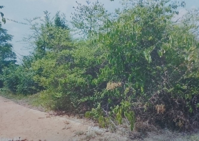 ขายทอดตลาด ที่ดินว่างเปล่า จ.เพชรบูรณ์