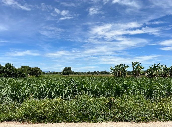 ขายทอดตลาด ที่ดินว่างเปล่า ต.(โพธิ์ไชย)ซับสมบูรณ์ อ.กิ่งอำเภอโคกโพธิ์ไชย จ.ขอนแก่น