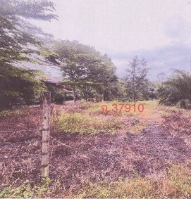 ขายทอดตลาด ที่ดินว่างเปล่า ต.ลำภูรา อ.ห้วยยอด จ.ตรัง