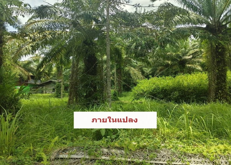 ขายทอดตลาด ที่ดินพร้อมสิ่งปลูกสร้าง ต.ขันเงิน อ.หลังสวน จ.ชุมพร