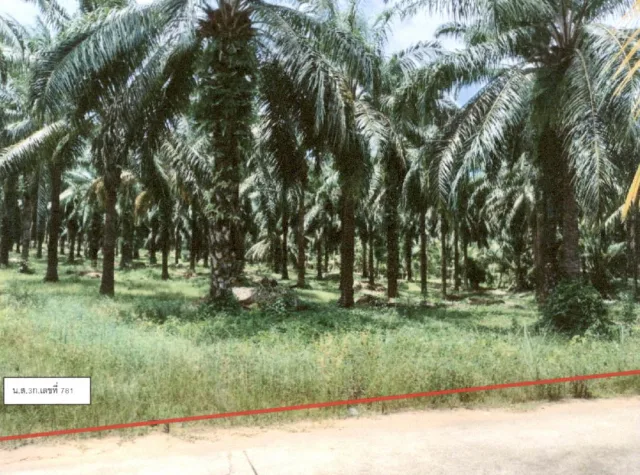 ขายทอดตลาด ที่ดินว่างเปล่า ต.นาพญา อ.หลังสวน จ.ชุมพร
