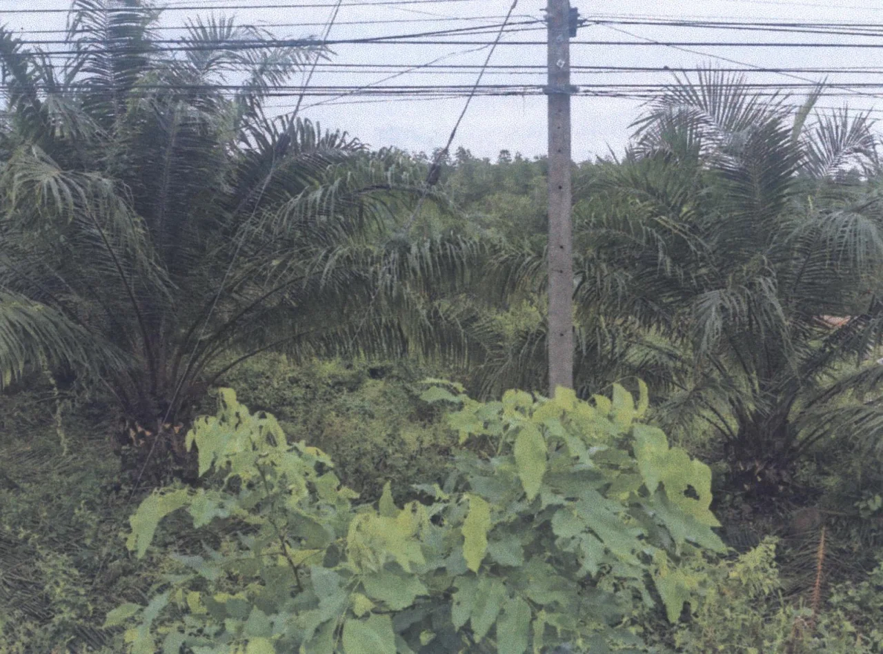ขายทอดตลาด ที่ดินว่างเปล่า ต.ปากตะโก อ.ทุ่งตะโก จ.ชุมพร
