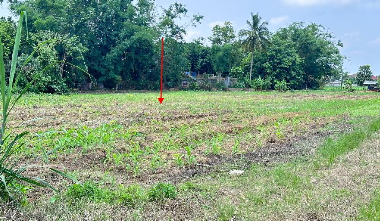 ขายทอดตลาด ที่ดินว่างเปล่า จ.เชียงราย
