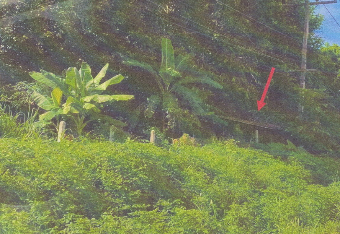 ขายทอดตลาด ที่ดินพร้อมสิ่งปลูกสร้าง ต.แม่สรวย อ.แม่สรวย จ.เชียงราย
