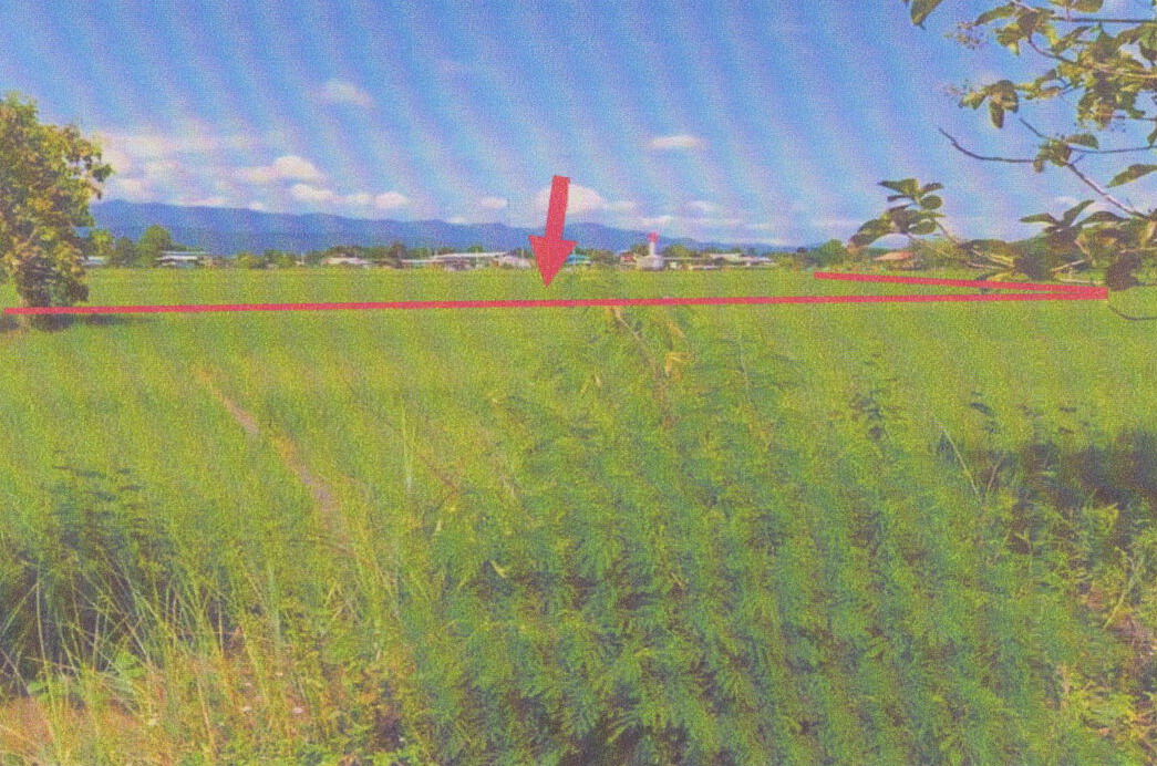 ขายทอดตลาด ที่ดินว่างเปล่า จ.เชียงราย