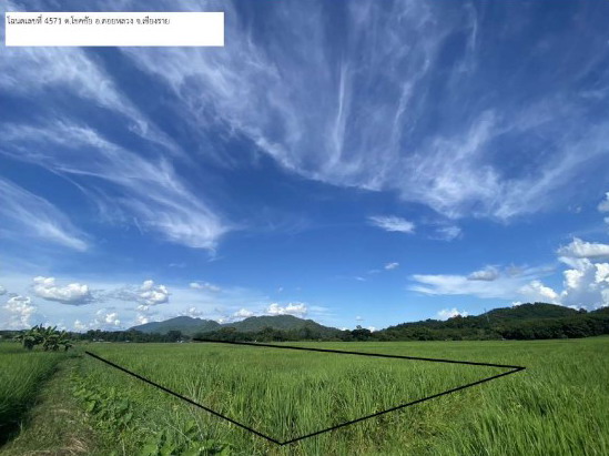 ขายทอดตลาด ที่ดินว่างเปล่า จ.เชียงราย
