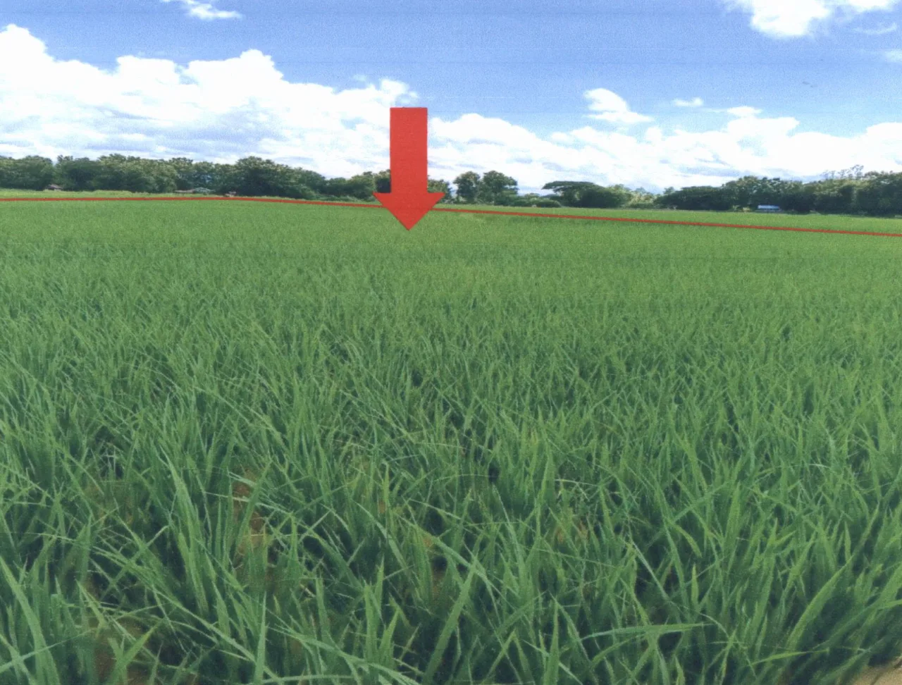 ขายทอดตลาด ที่ดินว่างเปล่า จ.แพร่